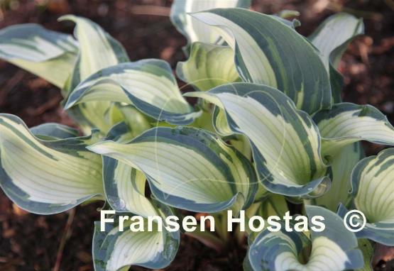 Hosta What's That